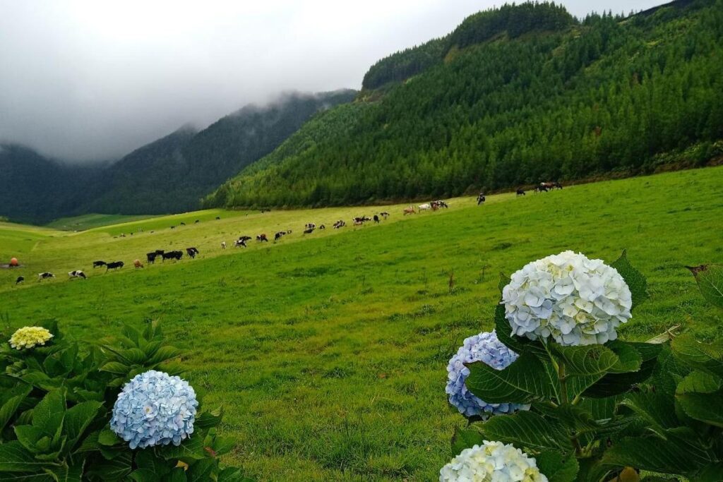 Green landscape and hydrangeas while arriving in Sete Cidades São Miguel Azores