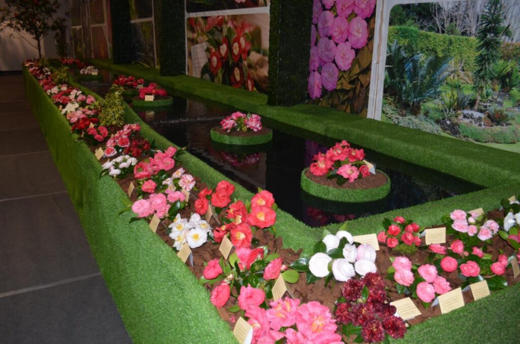 Camellia exhibition in Furnas São Miguel Azores with colorful flowers display in botanical setting