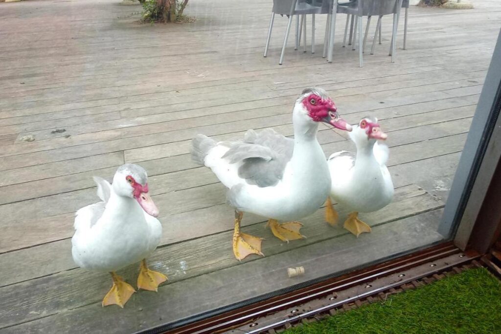 Ducks near a lakeside restaurant in Sete Cidades on São Miguel Island in the Azores