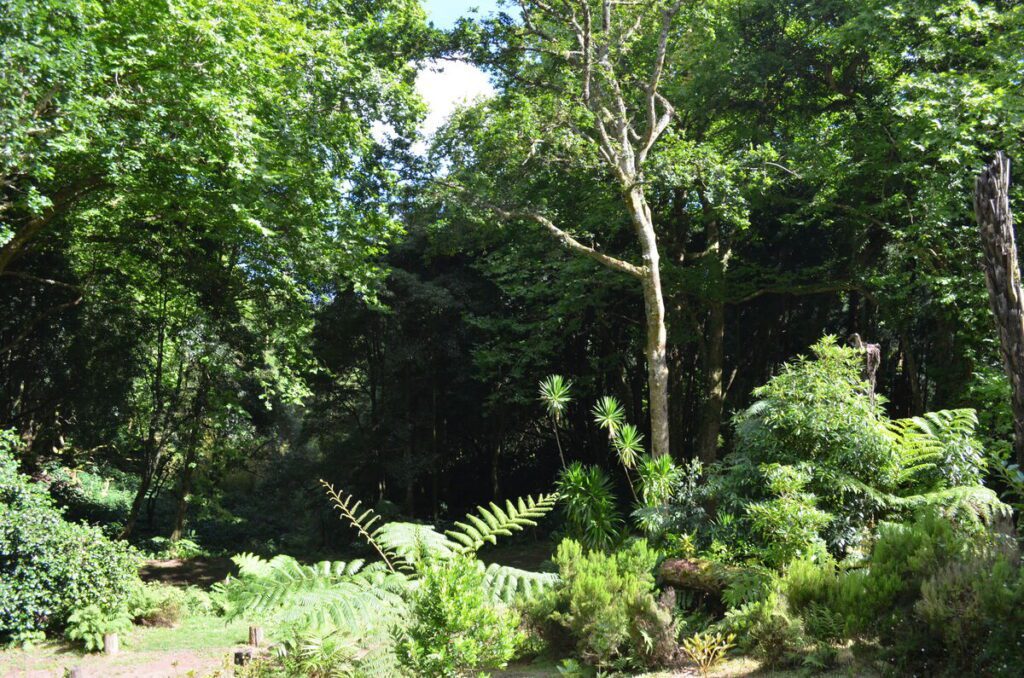 Dense tropical vegetation in Parque Grena Furnas São Miguel Azores