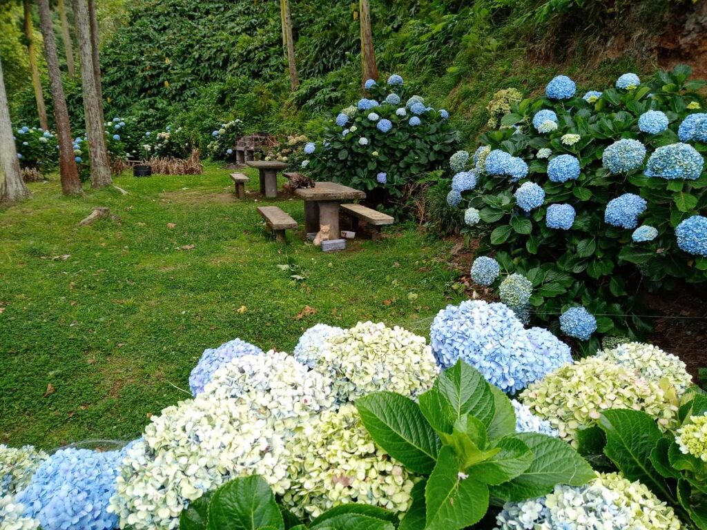 Picnic area surrounded by hydrangeas near Sete Cidades in São Miguel Azores